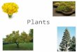 Plants. Classification Timeline 500 million years ago: Algae Example: Blue-green algae 425 million years ago: Land plants (bryophytes) Example: Mosses