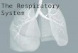 The Respiratory System. There is the Upper respiratory tract and Lower respiratory tract What organs do you think are in each tract? Come up and list