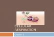CELLULAR RESPIRATION Chapter 1 Electron transport chain and chemiosmosis Mitochondrion Citric acid cycle Preparatory reaction 232 ADP or 34 32 or 34 2