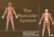 The Muscular System Roselyn Aperocho-Naranjo Pharmacy Instructor USPF-College of Pharmacy 