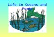 Life in Oceans and Ponds. What is an Ocean? Big body of salty water