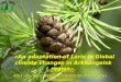«An adaptation of Larix in Global climate changes in Arkhangelsk region». Elena Surina FGU «Northern Research Institute of Forestry»(Arkhangelsk) FGU «Northern