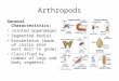 Arthropods General Characteristics: Jointed appendages Segmented bodies Exoskeleton (made of chitin that must molt to grow) Classified by number of legs