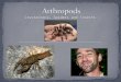 Crustaceans, Spiders and Insects. Arthropods are the most successful phylum on the planet! 750,000 species Arthropods have Segmented body Tough exoskeleton