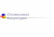 Chromosomal Karyotypes. Chromosomes Definition Genetic structures of cells containing DNA Identification Each chromosome has a characteristic length and