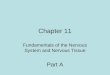 Chapter 11 Fundamentals of the Nervous System and Nervous Tissue Part A