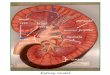 Cortex medulla pyramid papilla renal pelvis renal vein renal artery calyx kidney model