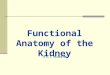 Functional Anatomy of the Kidney A.A.J. RAJARATNE