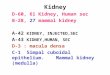 Kidney D-60, 61 Kidney, Human sec B-28, 27 mammal kidney A-42 KIDNEY, INJECTED,SEC A-43 KIDNEY,HUMAN, SEC D-3 : macula densa C-1 Simpal cuboidal epithelium