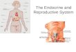 The Endocrine and Reproductive System. What is the Endocrine System? A system of glands that uses hormones to control many parts of your body