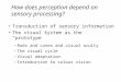 How does perception depend on sensory processing? Transduction of sensory information The visual system as the “prototype” –Rods and cones and visual acuity