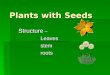 Plants with Seeds Structure – Leaves stem stem roots roots