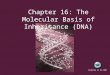 Chapter 16: The Molecular Basis of Inheritance (DNA) Zooming in on DNA