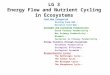 LG 3 Energy Flow and Nutrient Cycling in Ecosystems Food Web Categories Grazing Food Web - Detrital Food Web - Sunlight and Ecosystem Productivity Gross