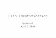 Fish Identification Updated April 2014. Migratory Fish