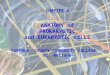 CHAPTER 4 ANATOMY of PROKARYOTIC and EUKARYOTIC CELLS SUFFOLK COUNTY COMMUNITY COLLEGE Dr. Reitano