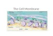 The Cell Membrane. Notes Outline I. History of the Cell and Cell Theory II. The Cell Membrane a)Selective Permeability III. Structure a)Phospholipid Bilayer