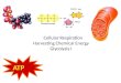 Cellular Respiration Harvesting Chemical Energy Glycolysis I ATP
