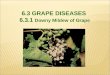 6.3 GRAPE DISEASES 6.3.1 Downy Mildew of Grape. Downy mildew is still most destructive in Europe and in the eastern half of the United States, where it