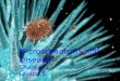 Microorganisms and Disease Chapter 1 Lesson 5. Microorganisms Microorganisms are organisms that are microscopic, or too small to be seen with just the