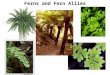 Ferns and Fern Allies. Ferns Shoot Primary Growth: Apical Cell