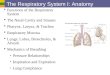 The Respiratory System I: Anatomy  Functions of the Respiratory System  The Nasal Cavity and Sinuses  Pharynx, Larynx, & Trachea  Respiratory Mucosa