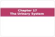 Chapter 17 The Urinary System. Structures we’ll talk about tonight… Kidneys Ureters Bladder Urethra
