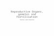 Reproductive Organs, gametes and Fertilisation Testes and Ovaries