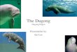The Dugong Dugong Dugon Presentation by: Ian Loe