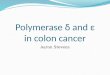 Polymerase δ and ε in colon cancer Aaron Stevens