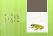 Golden Coqui Extinction Activity. Why are we doing this activity?  The Golden Coqui (Eleutheroactylus jasperi) is one of the most important symbols of