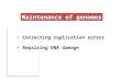 Maintenance of genomes Correcting replication errors Repairing DNA damage