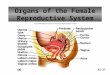 Organs of the Female Reproductive System 22-27. A.The female reproductive organs produce and transport the eggs, promote the success of fertilization