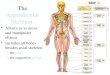 The Appendicular Skeleton Allows us to move and manipulate objects Includes all bones besides axial skeleton: –the limbs –the supportive girdles