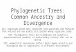 Phylogenetic Trees: Common Ancestry and Divergence 1B1: Organisms share many conserved core processes and features that evolved and are widely distributed