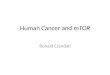 Human Cancer and mTOR Ronald Crandall. Overview Background Hypothesis Experimental Design & Expected Results Conclusion