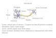 Nucleus Dendrite Soma Axon Myelin Schwann Cell Axon Terminal Node NEURON Soma: central part of neuron. Contains nucleus  protein synthesis Dendrites: