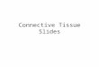 Connective Tissue Slides. Adipose Tissue nucleus