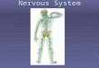 Nervous System.  1. Function – Receives and sends out info from and to the outside and inside your body