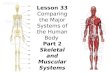 Lesson 33 Comparing the Major Systems of the Human Body Part 2 Skeletal and Muscular Systems