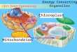 Energy Converting Organelles Life’s Inner Community Chloroplast Mitochondrion