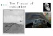 The Theory of Evolution. Jean Baptiste Lamarck ~ 1809 Recognized that species were not constant. Believed species changed over time. 1. The Law of Use
