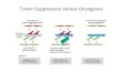 Tumor Suppressors Versus Oncogenes. The Cancer Phenotype is Usually Recessive R. Weinberg, Cancer Biology