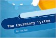 The Excretory System By Tia Guy. Functions The Excretory’s functions are: ① Getting rid of waste ② Stores liquid waste ③ Absorbs nutrients, water, and