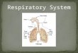 At this station you will: Learn the 2 main functions of the respiratory system. Learn the main parts of the respiratory system. Learn about the function