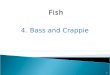 4.Bass and Crappie 1. Bass are a group of fish that have long bodies with many bones 2 Some bass live in the ocean, and some live in freshwater lakes