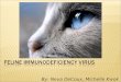 By: Neva DeCoux, Michelle Kwok. Feline immunodeficiency virus (FIV) is a type of lentivirus ("slow virus") classified by a long incubation period (may