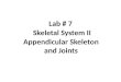 Appendicular Skeleton and Joints Lab # 7 Skeletal System II