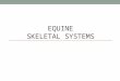 EQUINE SKELETAL SYSTEMS. Functions of the Skeletal System Form Protection Support Strength