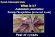 What is it? Pest of cycads Cycad Aulacaspis Scale Aulacaspis yasumatsui Family Diaspididae (armored scale)